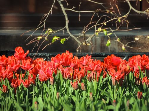 tulips spring flowers