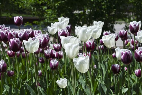 tulips flowers nature