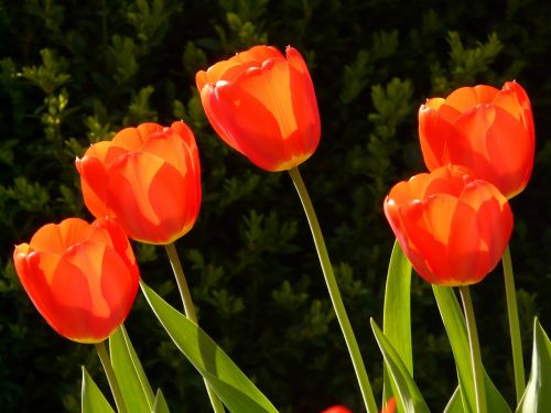 tulips garden flower