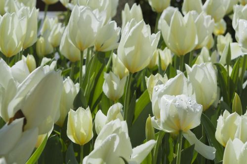 tulips white flora