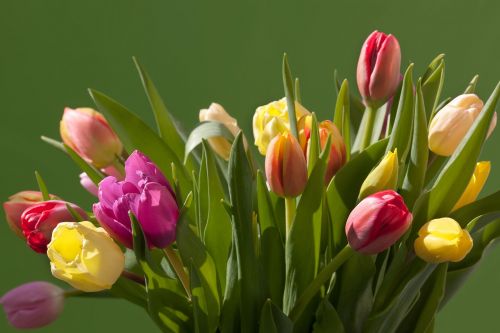 tulips bouquet spring