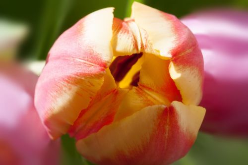 tulips bouquet spring