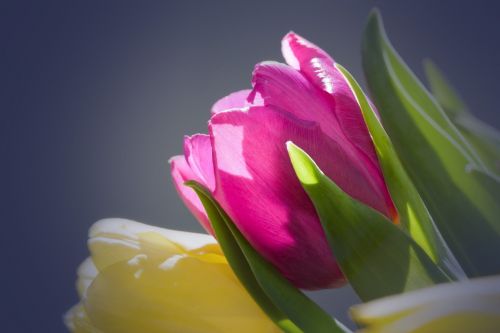 tulips bouquet spring