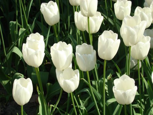 tulips white flowers