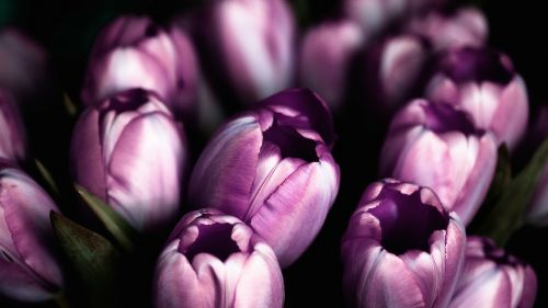 tulips flower tulip