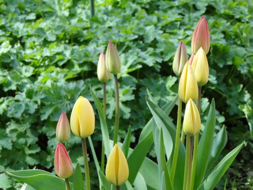 tulips spring garden