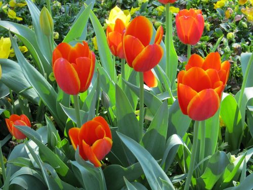 tulips flowers macro