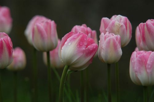 tulips with raindrop
