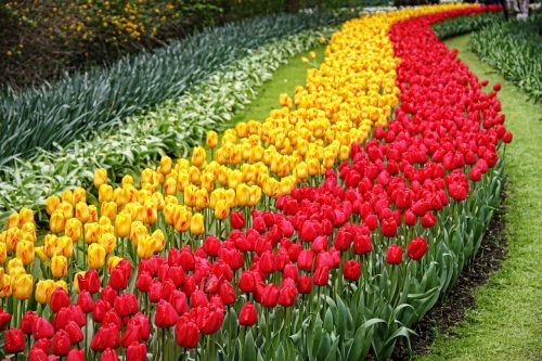 tulips garden keukenhof