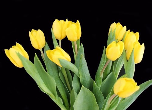tulips yellow bouquet