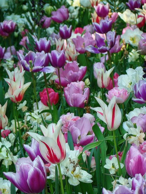 tulips keukenhof garden the netherlands