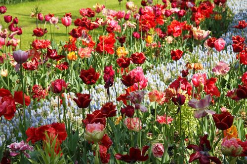 tulips flower floral