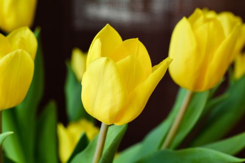 tulips flowers yellow