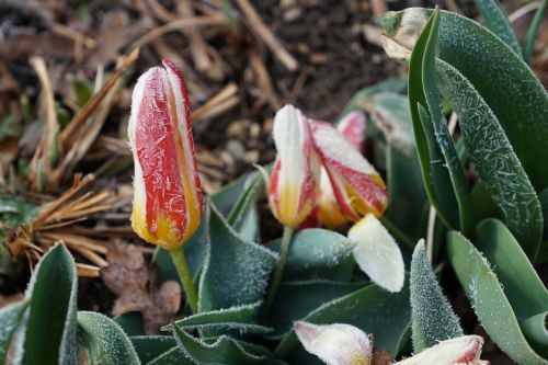 tulips grass green