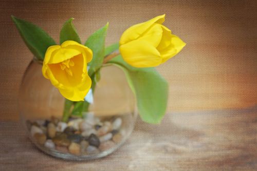 tulips flowers yellow flowers