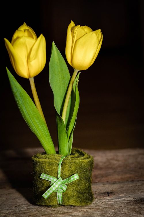 tulips yellow flower schnittblume