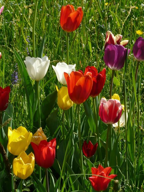 tulips colorful color