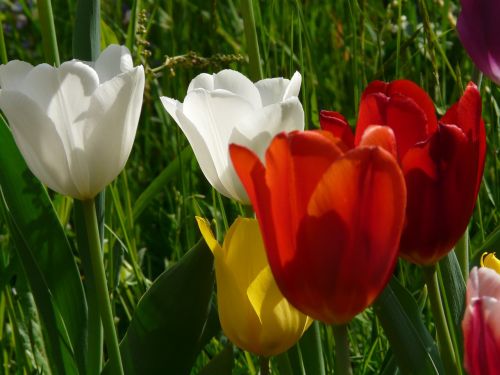 tulips colorful color