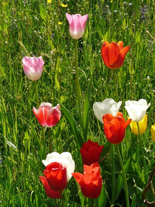 tulips colorful color