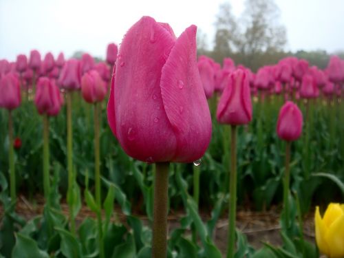tulips drops rain