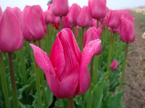 tulips pink tulip field