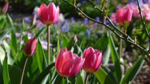 tulips frühlingsblüher spring flowers