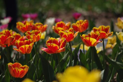 tulips flowers beauty