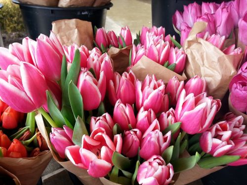 tulips pink flowers