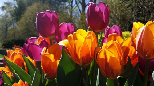 tulips purple yellow