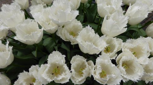 tulips white flowers