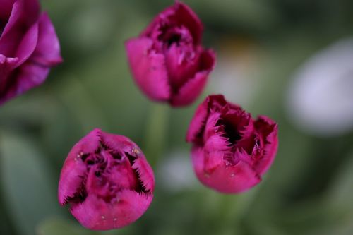 tulips flowers purple