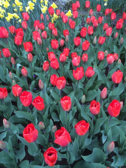 tulips flowers keukenhof