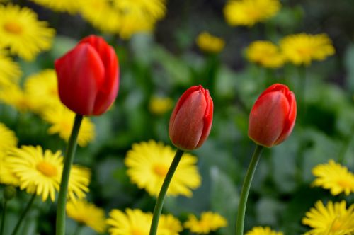 tulips red flower