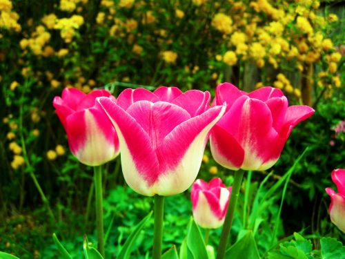tulips flower garden
