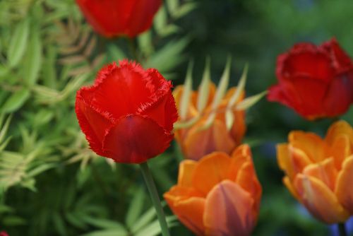 tulips flowers red