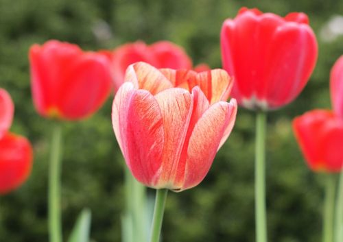 tulips spring bloom