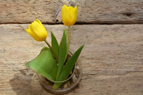 tulips vase wood