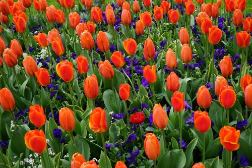 tulips bed red