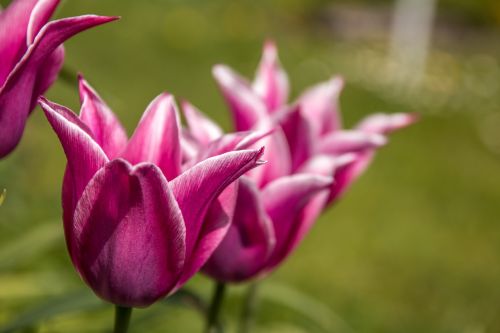 tulips macro blossom
