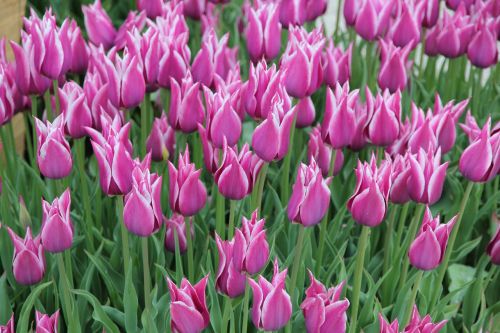 tulips cămp flowers