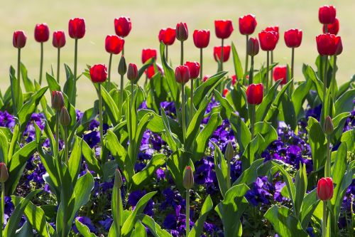 tulips spring light