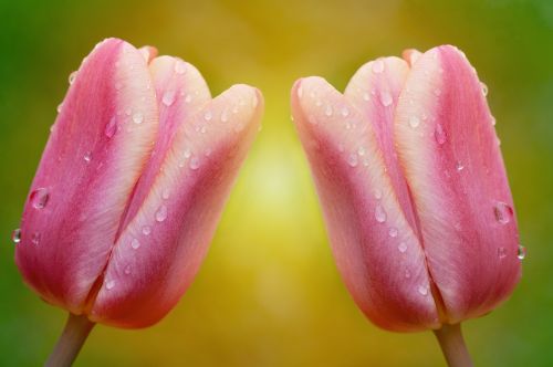 tulips flowers pink