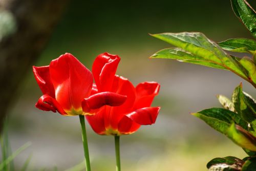 tulips red flowers