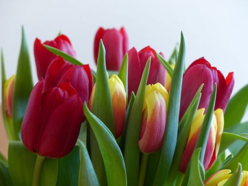 tulips bouquet spring