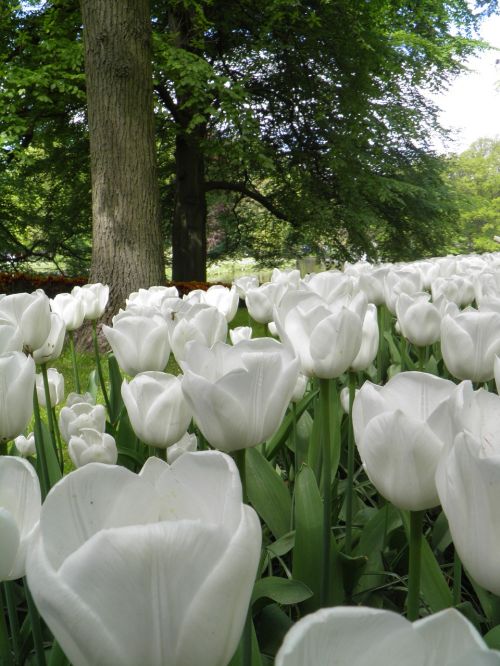 tulips white flowers