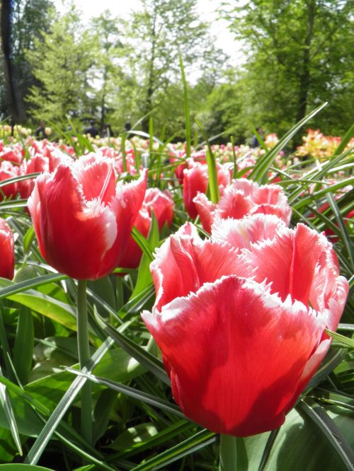 tulips nature plant