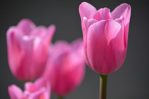tulips blossom bloom