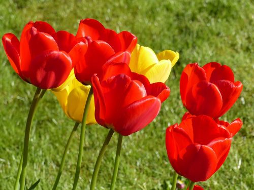 tulips red yellow