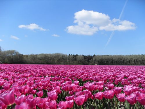 tulips pink blue sky
