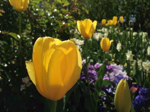 tulips flowers yellow